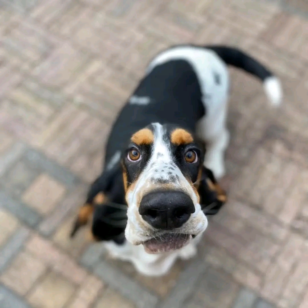 Fotowedstrijd dierendag